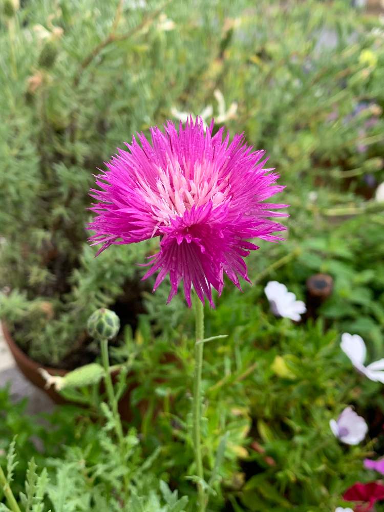 スイートサルタンの投稿画像 By Chiekittaさん ニオイヤグルマギクとsydneyと種まきと種からと種まきから育てるとオーストラリアとaustraliaとテラスとsydneyと種まきと種からと種まきから育てるとオーストラリアとaustralia 月11月6日 Greensnap グリーン