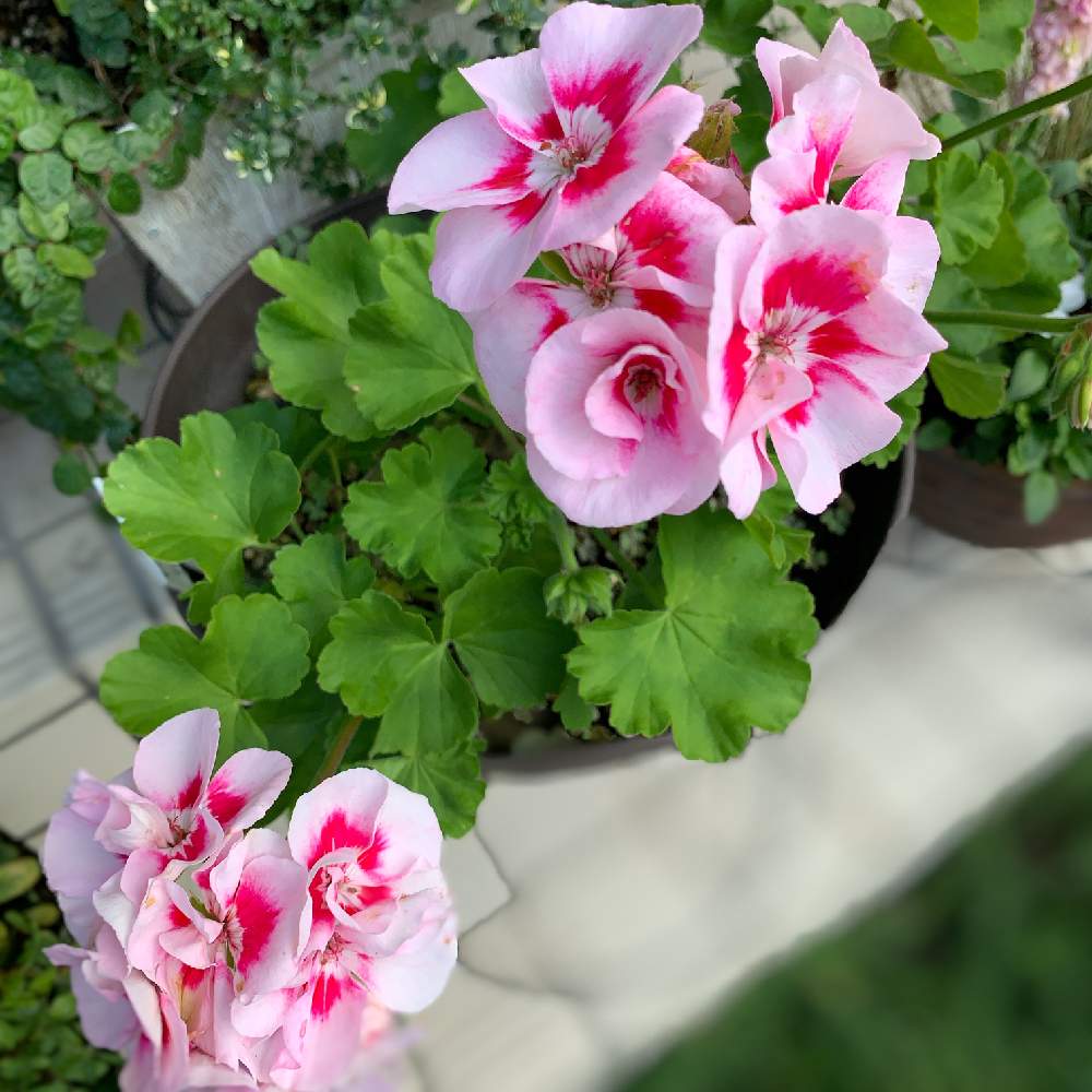 売り込み スーパーゼラニウム チャンピオン キャロル 植物