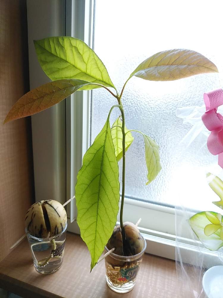 アボカド 水栽培の投稿画像 By じゅんさん 窓辺とアボカド栽培と花のある暮らしと癒し系とおうち園芸とアボカド栽培と花のある暮らしと癒し系とおうち園芸 月11月6日 Greensnap グリーンスナップ Greensnap グリーンスナップ