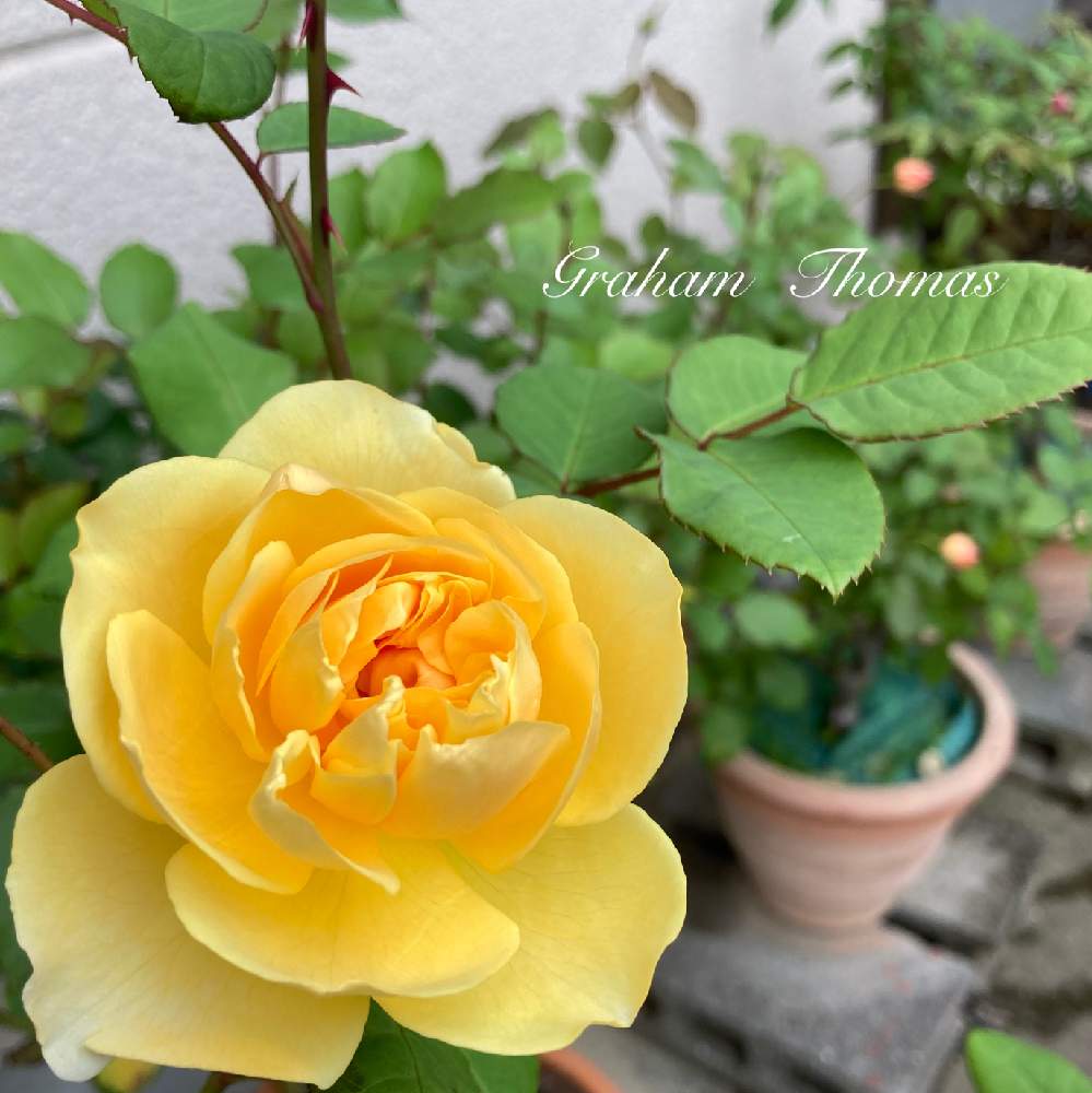 グラハム トーマスの投稿画像 By Hanamizukiさん ばら バラ 薔薇と挿し木とバラ鉢植えと薔薇 と薔薇あど 月11月6日 Greensnap グリーンスナップ