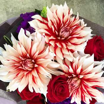 ダリア ラララの投稿画像一覧 Greensnap グリーンスナップ