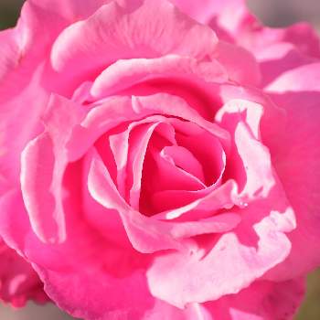 けんパパが育てる薔薇 2020の画像 by けんパパさん | 小さな庭とバラ、薔薇、ばらとファースト・フェデラルズ・ルネッサンスと無加工と無修正とCanon EOS Rと薔薇に魅せられてとCanon EF100mm F2.8Lマクロ IS USMと手作りの庭と【ちから配布】ガーデニング：カメラ＝５０：５０と新型コロナウィルスに負けるなとけんパパが育てる薔薇 2020とこんな時こそ花をとおうち園芸とコロナに負けるな！と金曜キラキラと金曜ローズショーとミラーレス一眼とGSでバラ園とバラを楽しむと地植えと1,000万枚突破とパンジー苗ケース希望