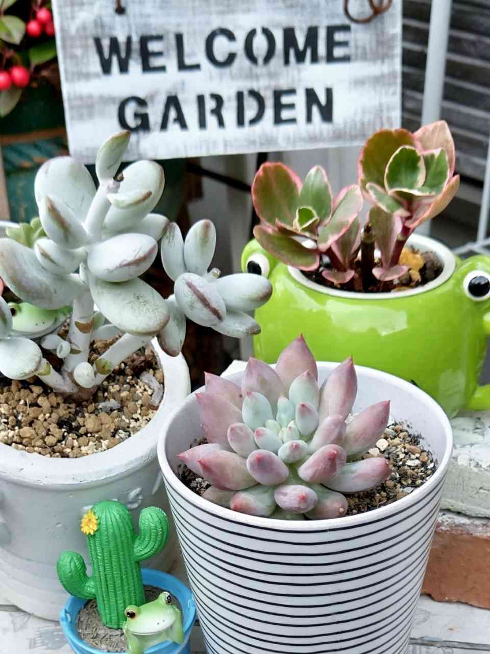 cute ♥️ コロラータ×ベビーフィンガーの一覧｜🍀GreenSnap（グリーン