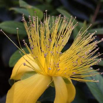 ビヨウヤナギのお花の投稿画像一覧 Greensnap グリーンスナップ