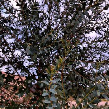 ユーカリ地植えの投稿画像一覧 Greensnap グリーンスナップ