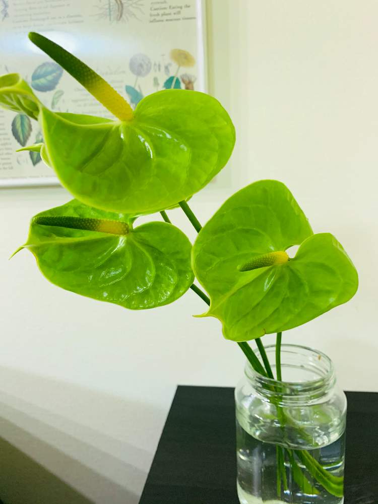 アンスリウム緑の投稿画像 By ろこたろさん アンスリウム と黄緑色が爽やか 月11月6日 Greensnap グリーンスナップ