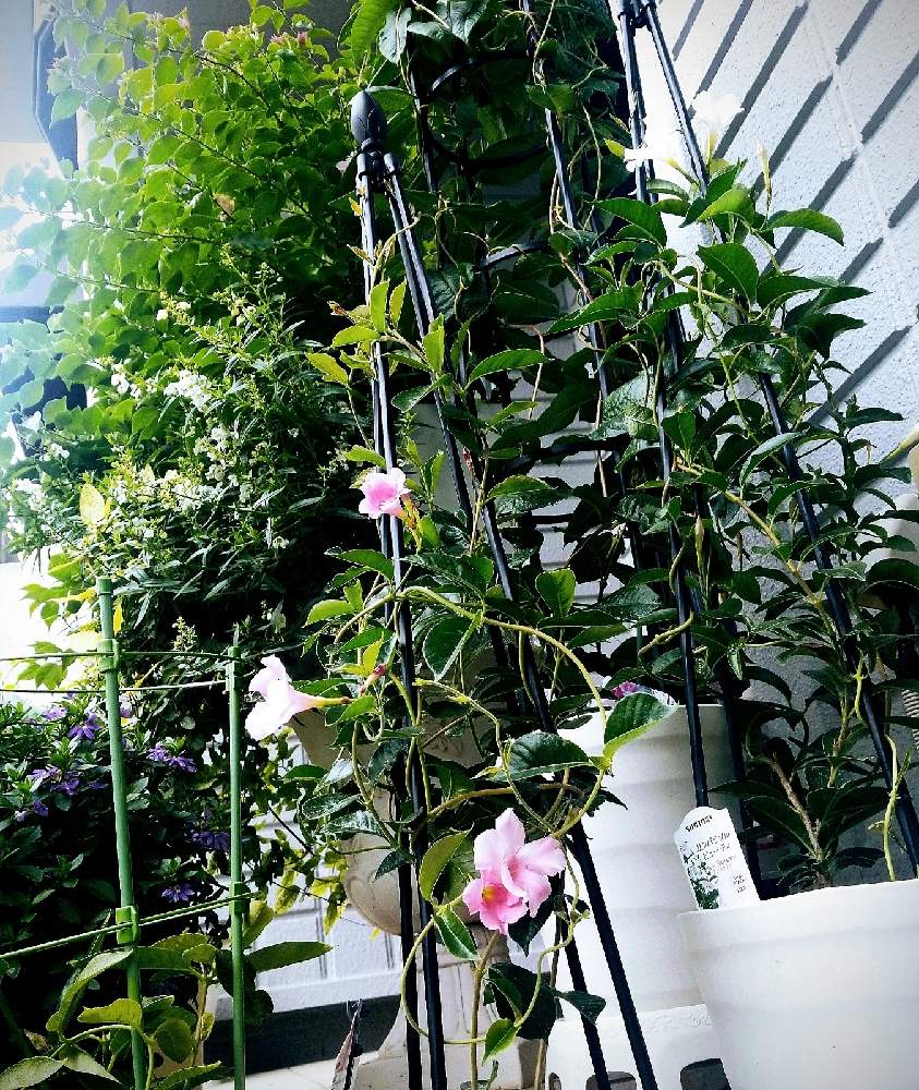 サンパラソルビューティーの投稿画像 By メープルママ さん サンフラビトとお気に入り とサンフラマニアとサントリー フラワーズとおうち園芸と花のある暮らしと花と生きるサントリー 月11月6日 Greensnap グリーンスナップ