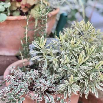 ラベンダー メルローの投稿画像一覧 Greensnap グリーンスナップ