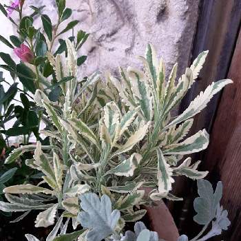 ラベンダー メルローの投稿画像一覧 Greensnap グリーンスナップ