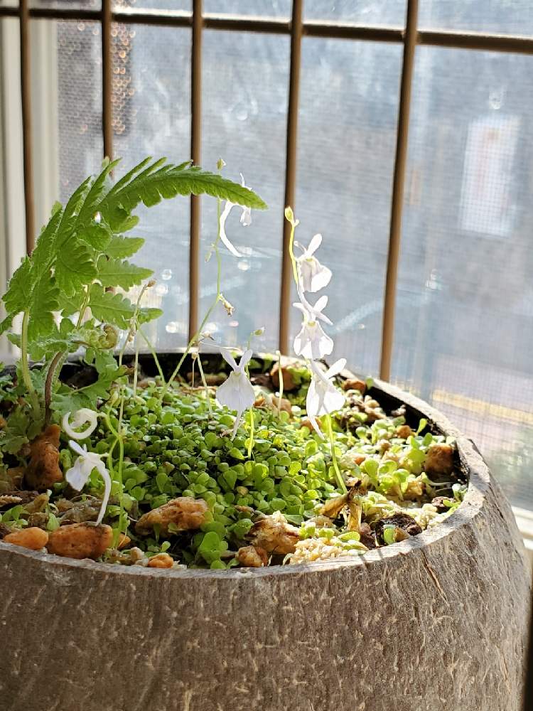 うさぎ苔の投稿画像 By Rian マスターさん ダバリア ラビットフットと観葉植物とシダ植物と山野草と珍奇植物 月11月6日 Greensnap グリーンスナップ