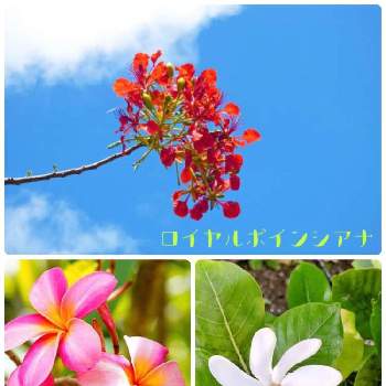 ハワイの花の投稿画像一覧 Greensnap グリーンスナップ
