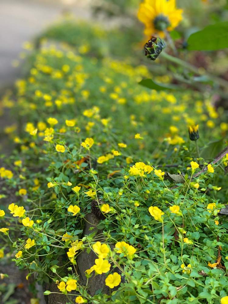 癒しの投稿画像 By まっこさん 黄色い花と花のある暮らしとかわいいと小さな花と花が好きとお出かけ先と京王フローラルガーデン アンジェと癒しと黄色い花と 花のある暮らしとかわいいと小さな花と花が好きと京王フローラルガーデン アンジェ 月11月6日