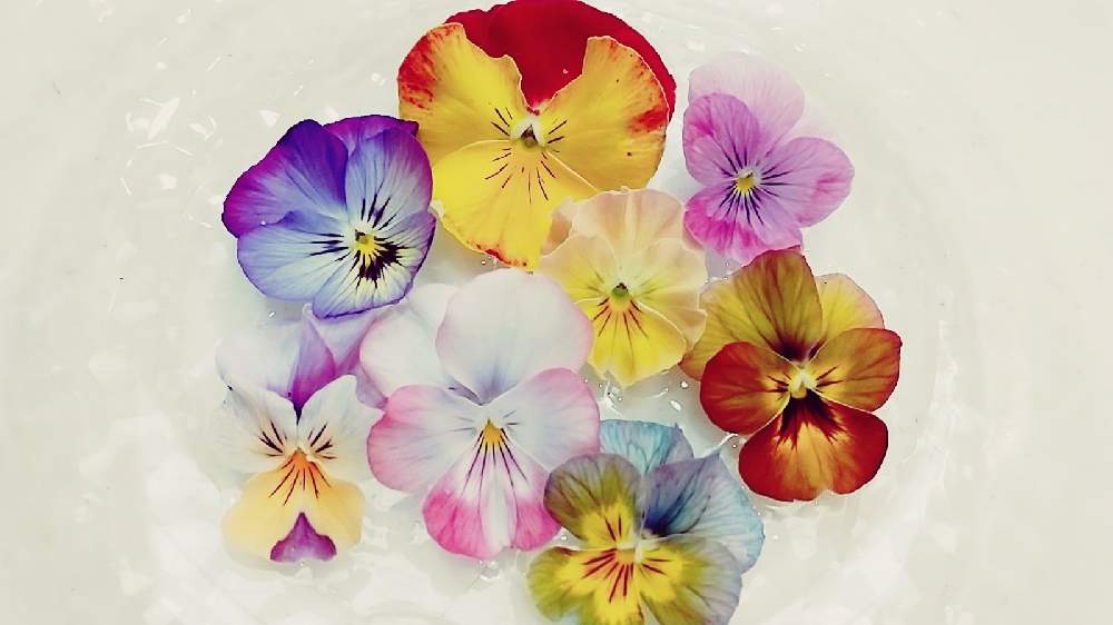 パンジー ビオラの投稿画像 By Emiさん パンジーとビオラとビオラ パンジーとピンクビオラとアンティークとよく咲くスミレ とおうち園芸と発根とフィオリーナ とガーデニング初心者と花のある暮らしと大好きビオラ 月11月6日 Greensnap グリーンスナップ