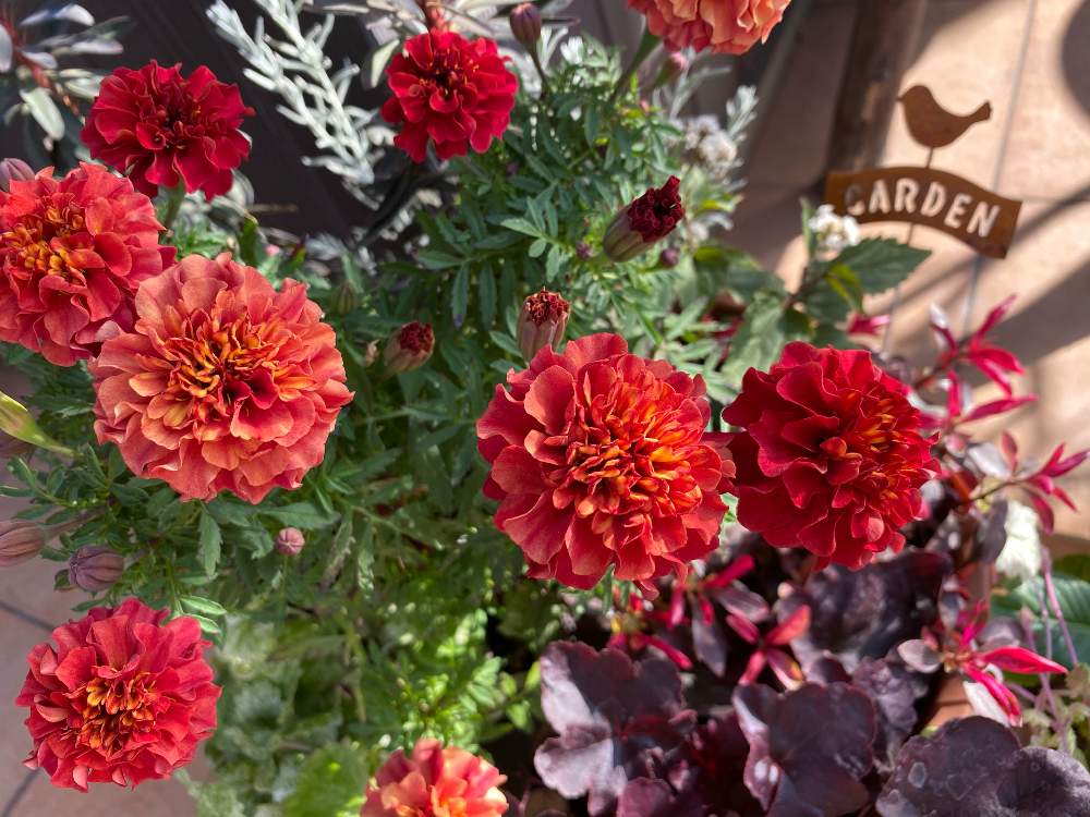 ヒューケラの投稿画像 By Mimimoさん アルテルナンテラとマリーゴールド ストロベリーブロンドとヒューケラ オブシディアンと多彩な花色になるマリー とノンフィルターと秋の寄せ植え とナチュラルガーデンと花のある暮らしとiphone撮影 月11月6日 Greensnap