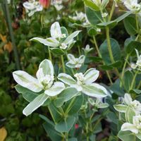 ハツユキソウの画像