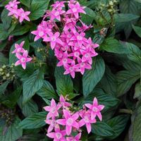 ペンタスの画像