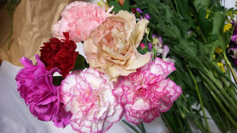 カーネーションの投稿画像 By すずさん 切り花 月11月6日 Greensnap グリーンスナップ