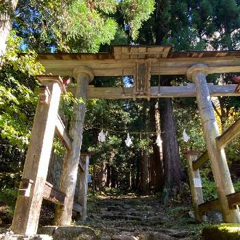 鳥居の画像 by sankamiさん | お出かけ先と杉の木と自然と神社と鳥居