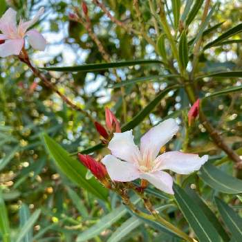 夾竹桃の投稿画像一覧 Greensnap グリーンスナップ