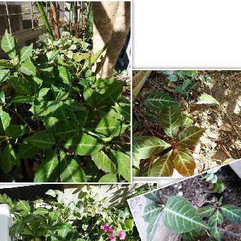 つた植物の画像 by なかさん | 小さな庭とヘンリーヅタとつた植物とヘンリーヅタ。