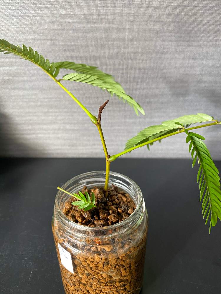 エバーフレッシュの投稿画像 By Nicoさん マメ科と観葉植物と挿し木とエバーフレッシュ挿し木とn 005と成長記録 月11月6日 Greensnap グリーンスナップ