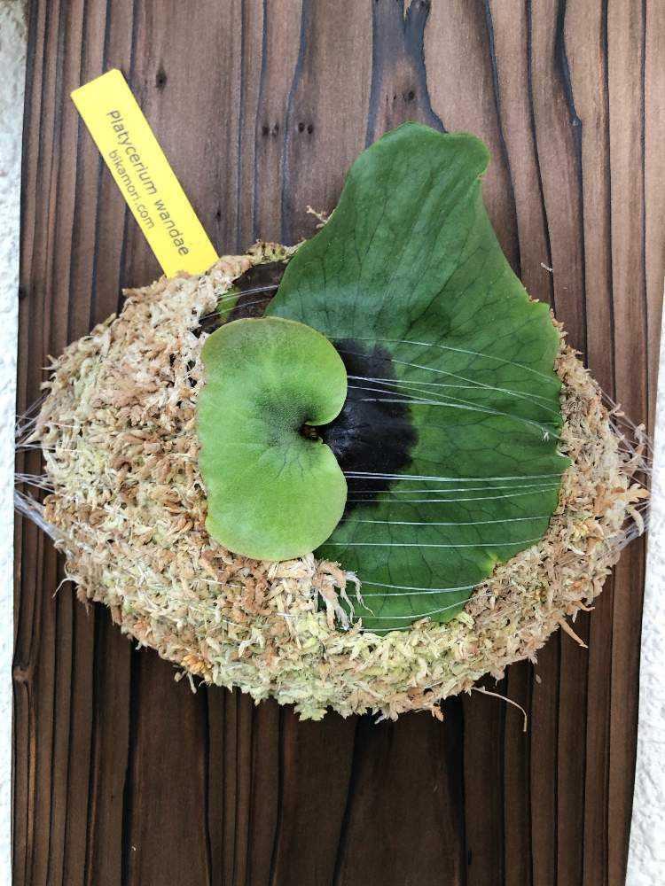 ビカクシダの女王 ワンダエ　Platycerium wandae⑧ Platycerium wandae wild ビカクシダ ワンダエ ワイルド株