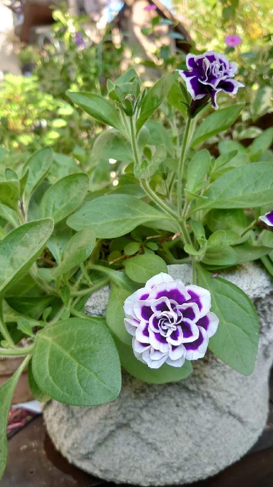 ペチュニア花衣 藍染の投稿画像 By まるさん ラブリー 加速中とおうち園芸とビタミン Fとペチュニア と自己大満足 とほろ酔い投稿 月11月6日 Greensnap グリーンスナップ