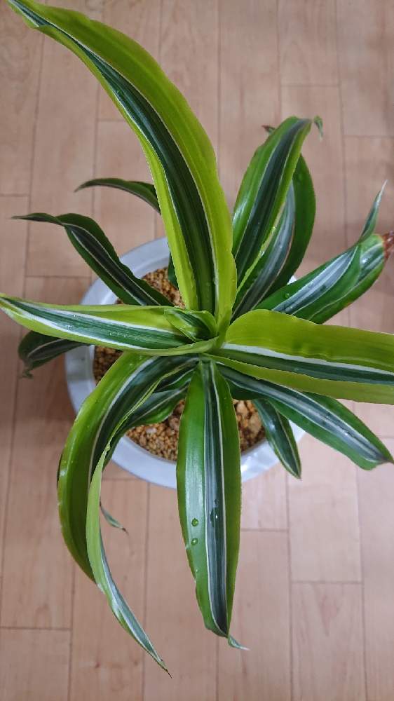 ドラセナ ワーネッキー レモンサプライズの投稿画像 By Agaveさん 多肉植物と観葉植物と室内組と植中毒 月11月6日 Greensnap グリーンスナップ