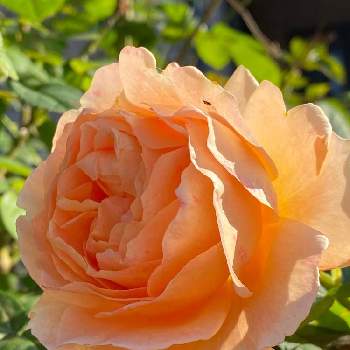 ジャスト・ジョーイの画像 by Be happy !さん | 小さな庭とbe happy❤️とばら バラ 薔薇とおうち園芸と色がいい✨とだいすき♥️とキレイな色❣️と心が和みます。と癒し…♡とジャスト・ジョーイ