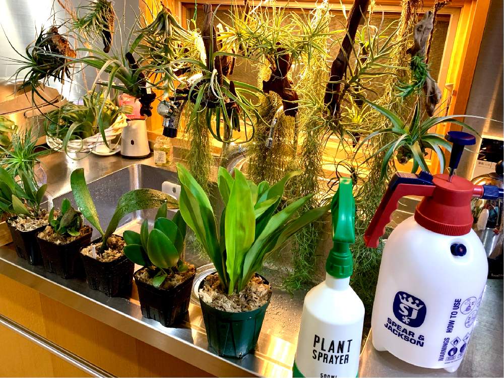 洋蘭の投稿画像 By Greenroseさん 観葉植物と水やりとgs映えと植物とgs日和とおうち園芸と植中毒とチランジア属と洋ランとリビングとらんとガーデニングとかわいいな とgreen Up と霧吹きとエアプランツとインテリアグリーンとエアープランツ チランジア 月11月6日