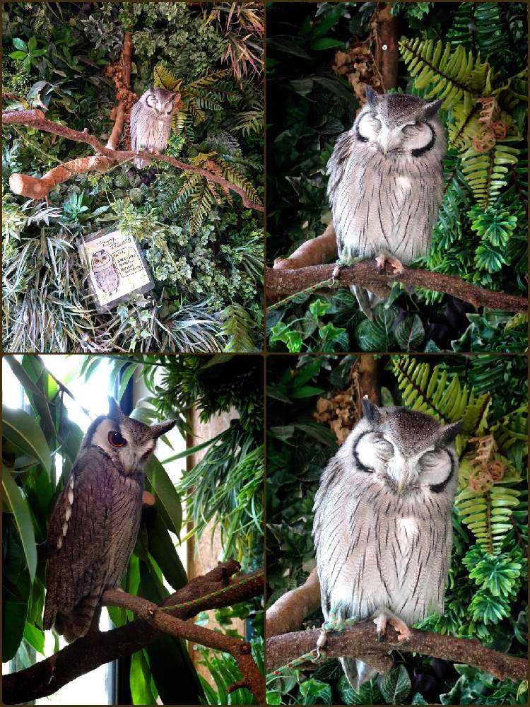 畑のフクロウ様 種生姜 (生姜を育ててみた: カリフォルニアで 畑のフクロウ様 種生姜 (生姜を育ててみた: カリフォルニアで