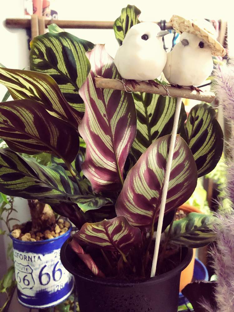 カラテア マコヤナの投稿画像 By あぁちゃんさん 大好きな植物ときれいとおうち園芸と大好きな時間と芸術的と大好きなお花と癒されると可愛いと葉っぱlove 月11月6日 Greensnap グリーンスナップ