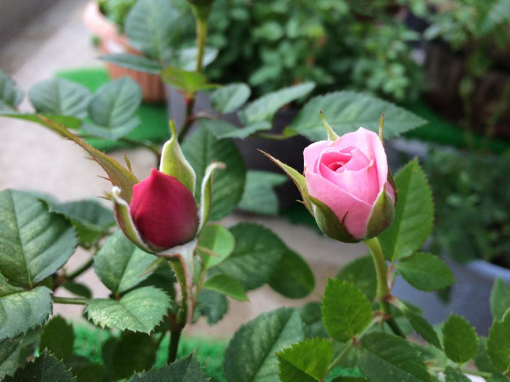バラの投稿画像 By Flower Floor17さん 鉢の名前は ばとる と鉢の名前は じゅべえる とばら バラ 薔薇 と強風ベランダとミニバラ鉢植えと蕾に溺愛とベランダ鉢植えと葉っぱのある暮らしとおうち園芸と風との闘いと四季咲きとバラ 四季咲きとバラ ミニバラ 月11