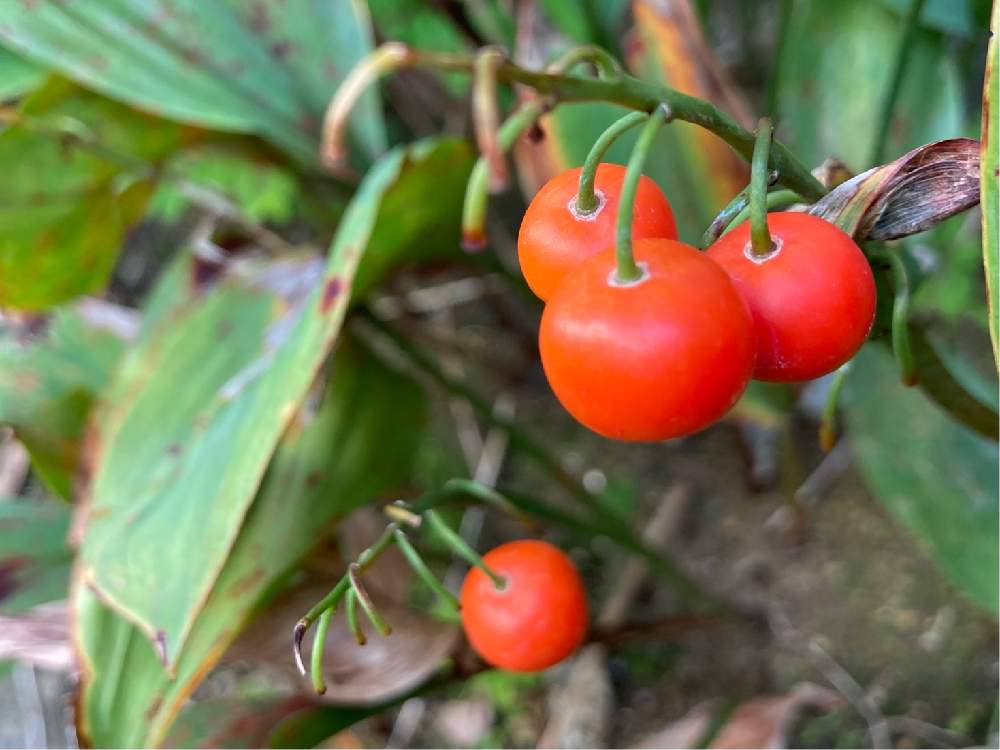 鈴蘭の投稿画像 By ゆう さん 紅い実と他所のお庭 と 神奈川とかわいい といつのまにかとま いっか とiphoneseと秋ですね とgs4年目 とありがとう 月11月7日 Greensnap グリーンスナップ