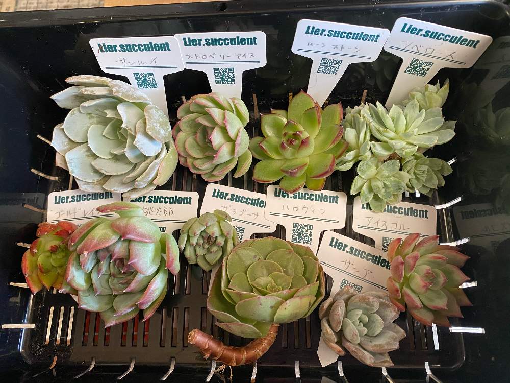 Lier苗 の投稿画像 By ルカママさん Lier Succulent カレンダーセットとリエールカレンダーセット21と多肉棚diyとリメ缶と寄せ植えと 多肉 多肉植物 たにくとリメ缶 手作りリメイク缶とおうち園芸とlier Succulentと多肉女子と新しい趣味と多肉狩りと葉挿しと多肉