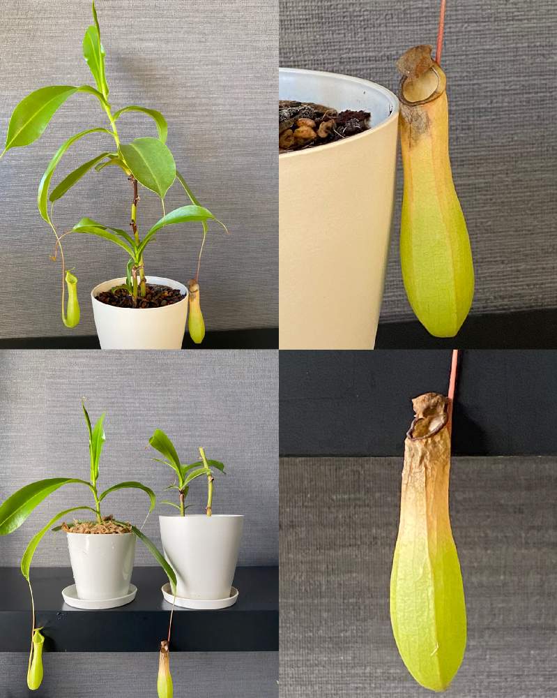 ウツボカズラの投稿画像 By Nicoさん ウツボカズラ挿し木とウツボカズラ科と観葉植物とネペンテス属と挿し木と成長記録と食虫植物 月11月7日 Greensnap グリーンスナップ