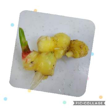 生姜栽培の投稿画像一覧 Greensnap グリーンスナップ