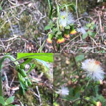 秋の野草の投稿画像一覧 Greensnap グリーンスナップ