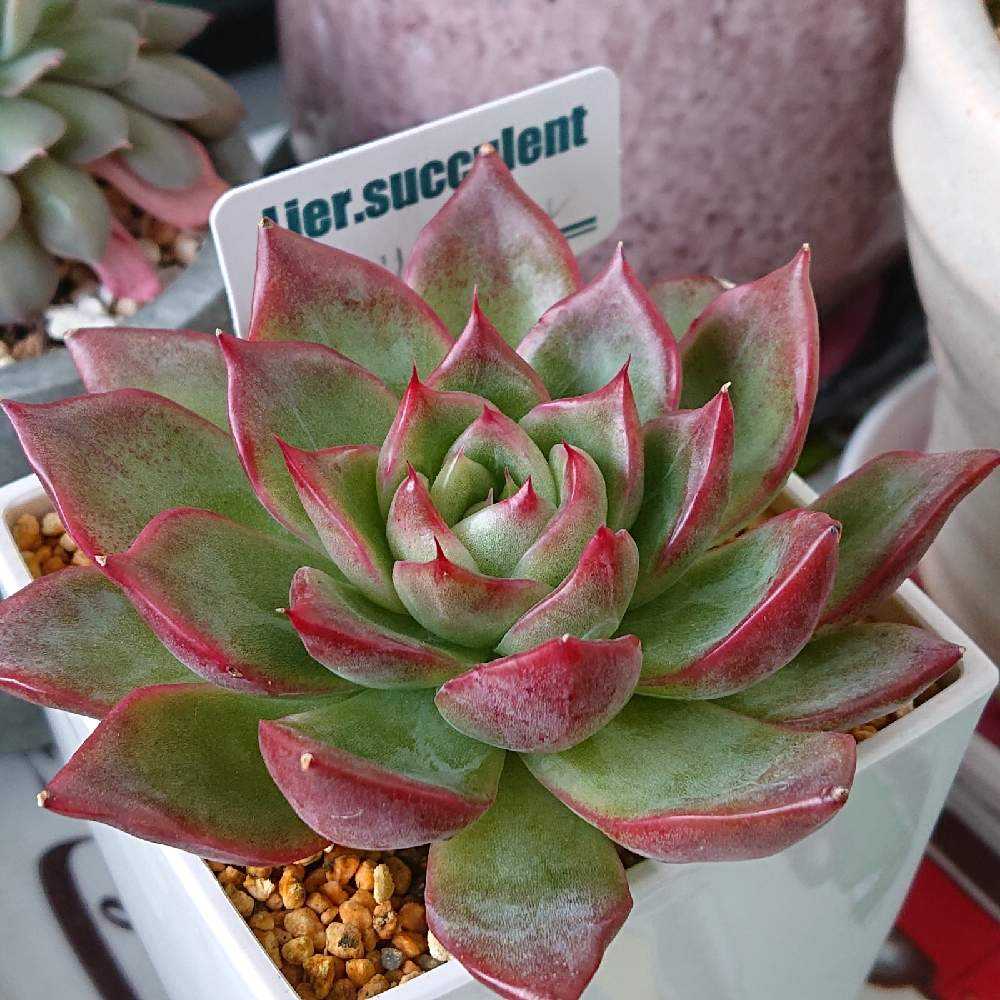 フロリディティール(tsunコレ・キメコレ)｜🍀GreenSnap（グリーン