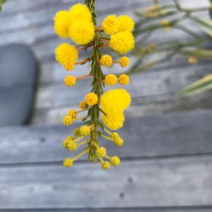 観葉植物,開花,庭木,屋上ガーデン,花のある暮らしの画像