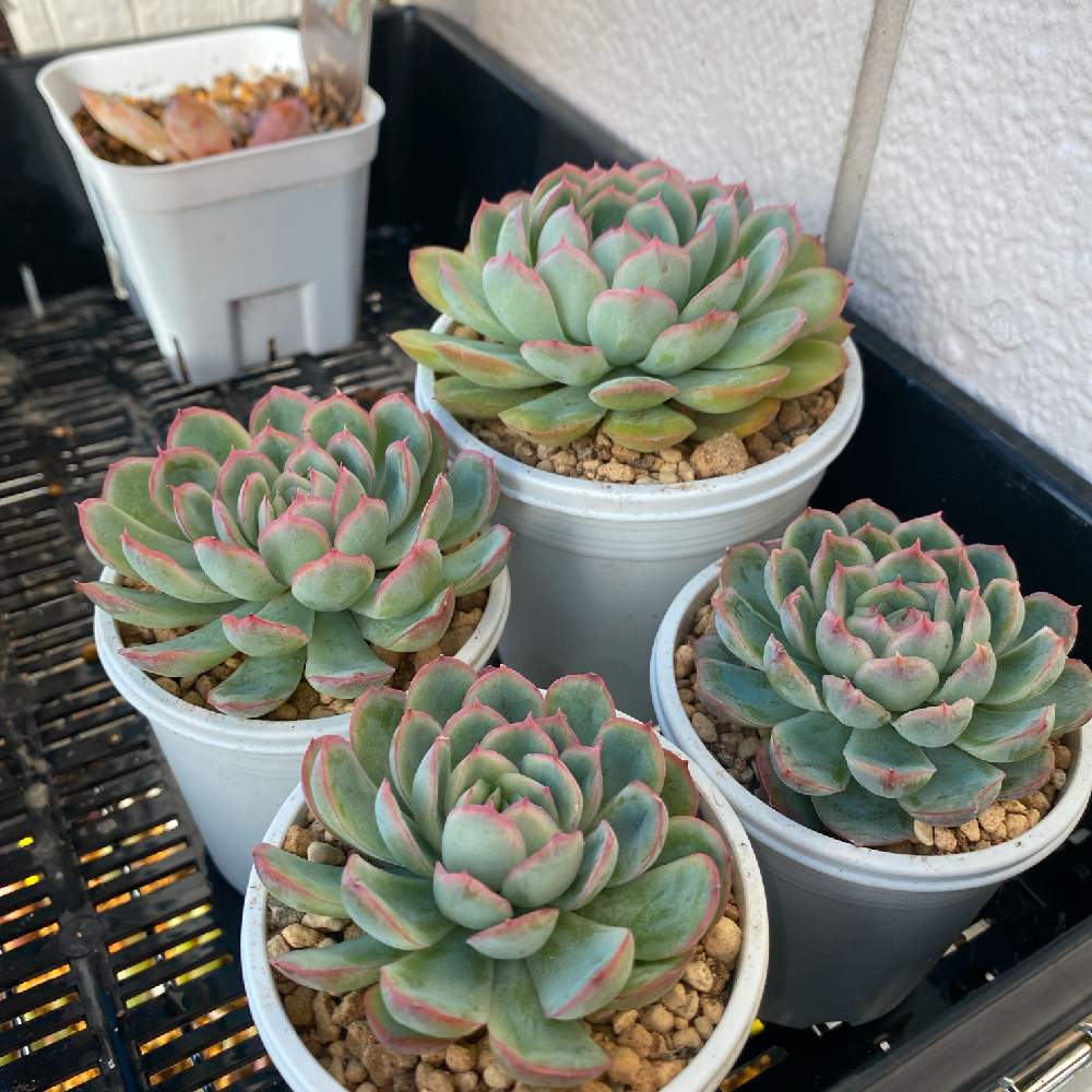 多肉植物の投稿画像 By W か さん 花月夜 とエケベリア属花月夜とエケベリア属とエケベリア属 花月夜と葉挿し 月11月7日 Greensnap グリーンスナップ