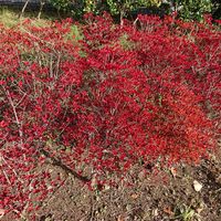 ドウダンツツジの画像