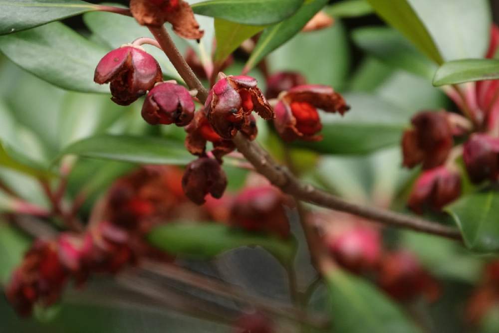 モッコクの投稿画像 By Serendipityrumiさん 散歩と赤い実と野鳥公園 月11月7日 Greensnap グリーンスナップ