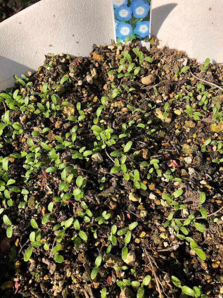 ネモフィラの投稿画像 By ユミさん 花のある暮らしとネモフィラの芽 月11月7日 Greensnap グリーンスナップ