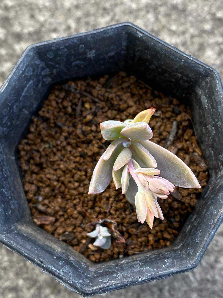 取扱店舗) 多肉植物 初恋 パープルキング カット苗 5カット インテリア