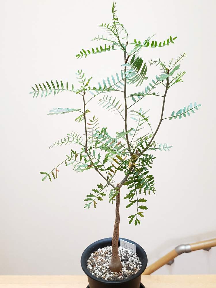 ブルセラ ミクロフィラの投稿画像 By ラミラミさん バルコニー ベランダと多肉植物とブルセラ ミクロフィラとカンラン科ブルセラ属とコーデックスと実生と珍奇植物と多肉植物とブルセラ ミクロフィラとカンラン科ブルセラ属とコーデックスと実生と珍奇植物 月11月7