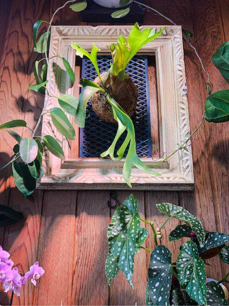 ビカクシダ・コロナリウムの育成日記Part1(通風パネル着生→コルク樹皮