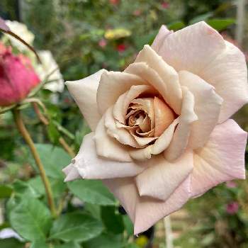 バラ クロードモネの投稿画像一覧 Greensnap グリーンスナップ