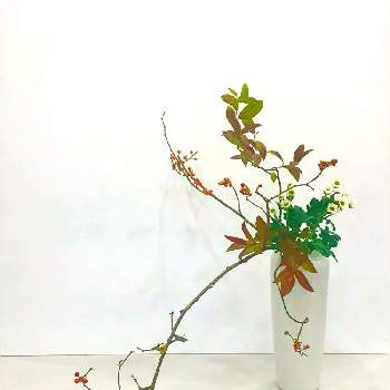 瓶花の画像 by mkkさん | 部屋とツルウメモドキと小菊と紅葉令法と小原流と下垂型とお稽古と瓶花といけばなと花のある暮らし