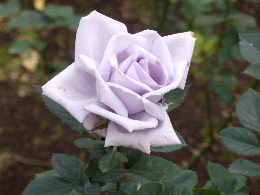 薔薇 青龍の投稿画像 By ハリィさん ブルーローズ と青薔薇マニアと和の名前のバラとばらが好きと花のある暮らしとバラ ミニバラとバラを楽しむ 月11月7日 Greensnap グリーンスナップ